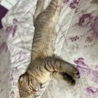 گربه اسکاتیش اصل|گربه|مشهد, رضاشهر|دیوار