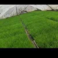توم نشا هاشمی اصلاح شده
