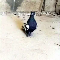 سینه سیاه ماده|پرنده|آبدانان, |دیوار