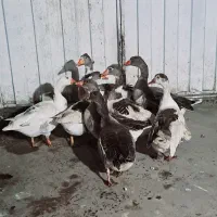 غاز محلی ،غاز محلی درشت ، غاز محلی نر و ماده|حیوانات مزرعه|سیاهکل, |دیوار