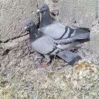 کبوتر مسافتی|پرنده|خاش, |دیوار