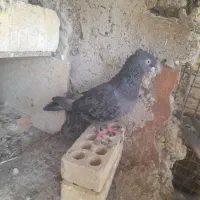 فروش  سبزووسرخ وطوقی|پرنده|خرمشهر, |دیوار