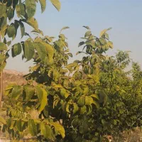 زمین باغ دارای آب|فروش دفتر صنعتی، کشاورزی، تجاری|ارژن, |دیوار