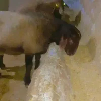 شیشک قوچ همو