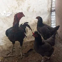 تخم مرغ لاری
