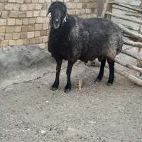 قوچ ۳ساله نژاد دار کاربلد فراهان ماستر