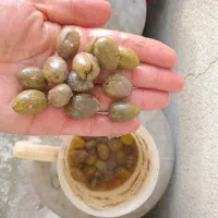 رب انار.آب انار ۱۰۰٪طبیعی.زیتون رودبار .روغن زیتون|خوردنی و آشامیدنی|رودبار, |دیوار