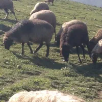 فروش فوری گوسفند|حیوانات مزرعه|چمستان, |دیوار