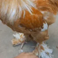 مرغ برهما و مرندی