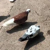 فروش تعدادی کبوتر پرشی|پرنده|خرمآباد (تنکابن), |دیوار