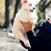 فروش پت خانگی