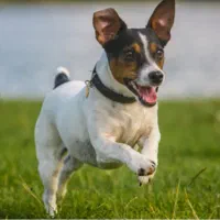 واگذاری حیوان