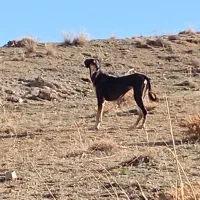 توافقی|سگ|تکاب, |دیوار