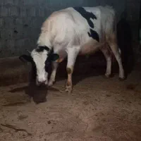 گااو نر یا ورزاا