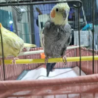 عروس هلندی نروماده|پرنده|شاهدشهر, |دیوار