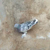 پنج تا کبوتر ‌توضح‌هات و بخونید