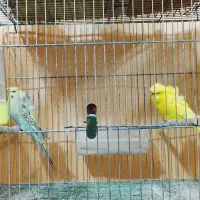 پرنده سرای مهاجر