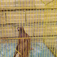 صرب ماده به شرط