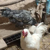 فروش مرغ و‌خروس دو رگ لاری
