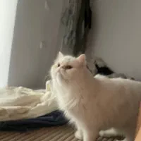 گمشده