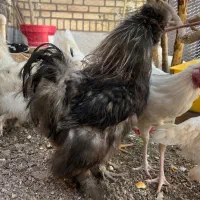 یک عدد خروس ابریشمی اصل