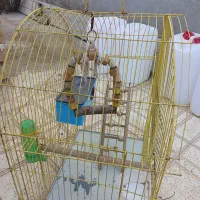 فروش قفس عروس هلندی