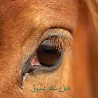 کارگر دامداری|استخدام صنعتی، فنی، مهندسی|کرج, کمال‌شهر|دیوار