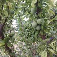 خونه باغ رهن و اجاره|فروش خانه و ویلا|تهران, شریف‌آباد|دیوار