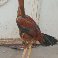 خروس لاری