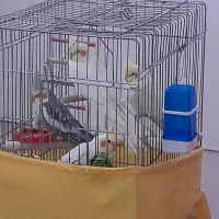 عروس هلندی سخنگو نروماده لوتینو سینامون مرواریدی|پرنده|محمدشهر, شهرک چمران|دیوار