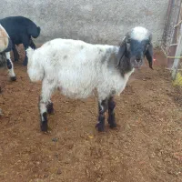 فروش بره نر|حیوانات مزرعه|پاسارگاد, |دیوار