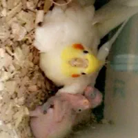 عروس هلندی مولد