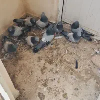 کبوتر سبز|پرنده|ممقان, |دیوار