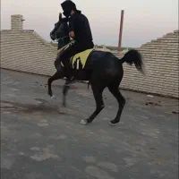 مادیان درجه1