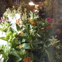 اجاره روزانه خونه باغ ویلایی دربست|اجارهٔ کوتاهمدت ویلا و باغ|دماوند, دماوند|دیوار