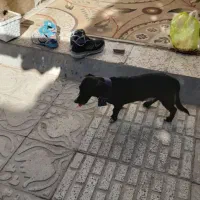 سگ پاکوتاه ماده