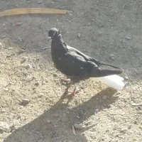 کبوتر رنگی|پرنده|حمیدیه, |دیوار