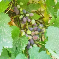 ویلا خونه باغ زیتون طارم.|فروش خانه و ویلا|طارم, |دیوار