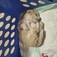 واگذاری|سگ|ملارد, |دیوار