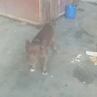 حیوان سگ،کن|سگ|پاکدشت, پاکدشت (مامازند)|دیوار