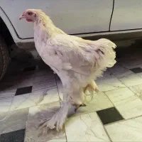 مرغ و خروس برهما|حیوانات مزرعه|قم, نیروگاه|دیوار