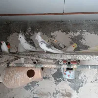 عروس هلندی|پرنده|نهبندان, |دیوار