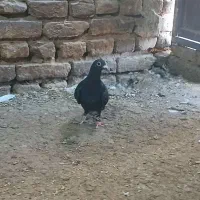 کبوتر|پرنده|رشتخوار, |دیوار