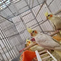 تعدادی عروس هلندی