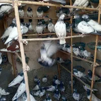 تیدی کلسیره وتیدی پیور اصل