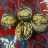 گردو
