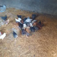 مرغ و خروس