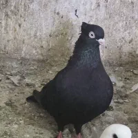ماده زاغ واکسی کاکول میخ