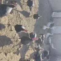 بوقلمون برنز و قوغاز|حیوانات مزرعه|شهریار, دهشاد بالا|دیوار