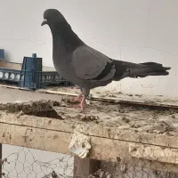 کبوتر پرشی|پرنده|قم, شهرک طالقانی|دیوار